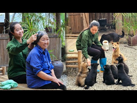 Lien and her grandmother lived a peaceful life on their small farm with their adorable dogs.