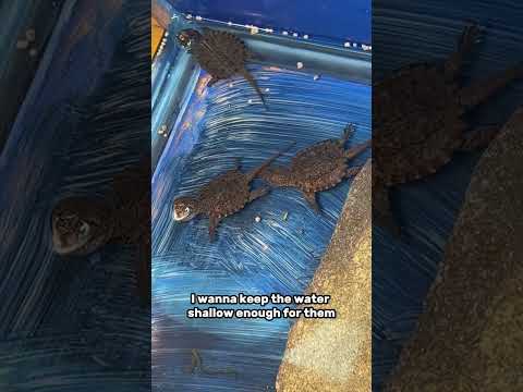 Cleaning a snapping turtle tank