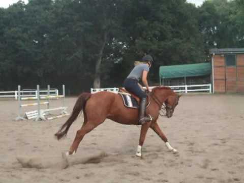 KOBOLD 4j. Hann. v. Kolibris As - Contendro VB 6.000,- Euro