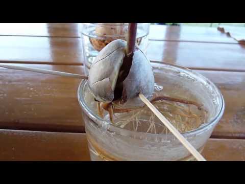 How to sprout an avocado seed and grow the plant
