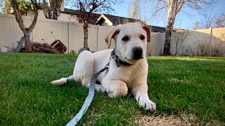 I GOT A PUPPY [EP.2]