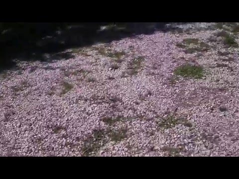 Villa Sofia Faicchio Benevento italy