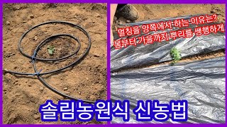 봄부터 가을까지 뿌리를 쌩쌩하게 솔림농원 신농법~수박,참외,오이등 뿌리가 노후될쯤 새뿌리를 받습니다 귀농귀촌…