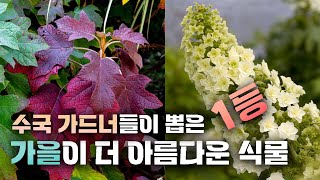 (3+1이벤트) 수국 좀 아신다는분들이 가장 아낀다는 떡갈잎 수국의 진짜 매력! ★관리법까지 공개★