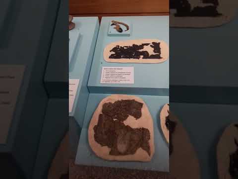 Federsee Museum  Bad buchau