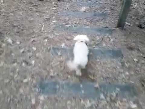 Poodle descending a staircase