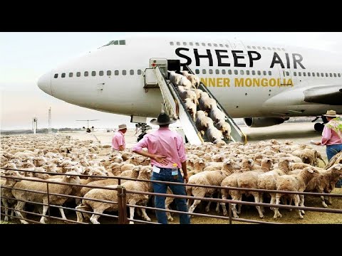 How to export millions of sheep, pig, cows - Modern Transport Technology by aircraft and big ship