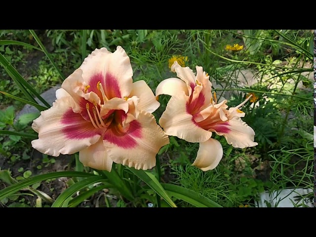 Лілейник Forty Second Street. Daylily.