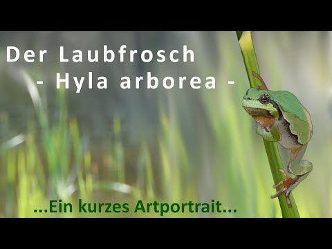 Das Wichtigste zum Laubfrosch - Hyla arborea