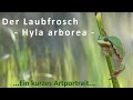 Das Wichtigste Zum Laubfrosch Hyla Arborea