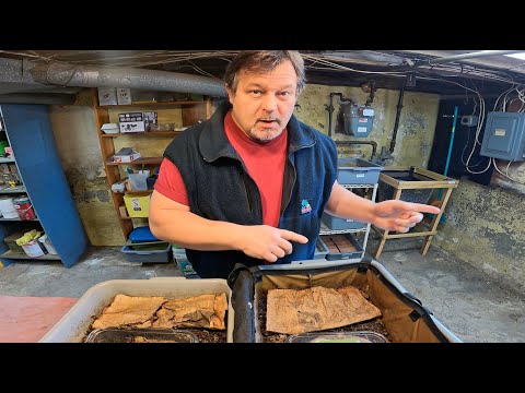 Baiting of mites showing signs of progress, especially in older system - worm farm vermicomposting