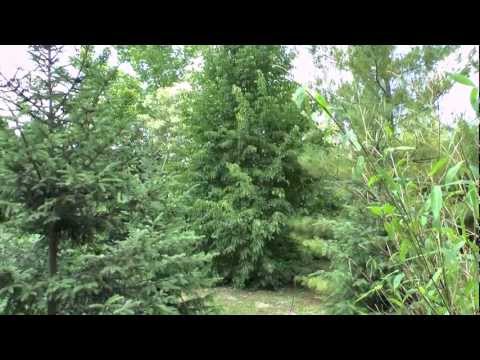 Törökmogyoró - Corylus colurna - tuja.hu