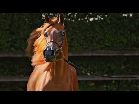 SH HADID K.A. - (QR Marc x Silhouette AS), 2022 Filly