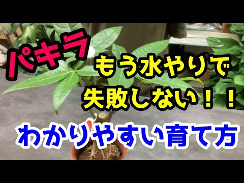 パキラの花の作り方は？理想的な状態を作り出すために、次の 5 つのメンテナンスのヒントに従ってください。  庭園