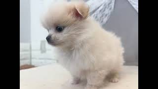 ハーフ犬の動画01