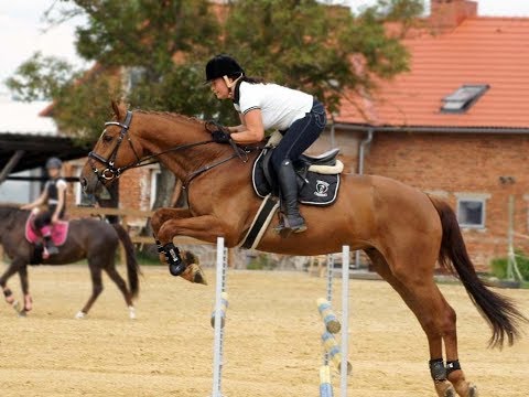 LOVELY EQ/ JUMPER//Nach, 2013, geldinh, Nerrado x Clintord x Lordanos