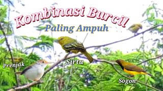Download lagu Suara Pikat Burcil Kombinasi Sogon Sirtu Prenjak Dijamin Ampuh mp3