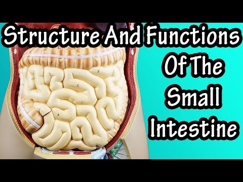 Structure Of The Small Intestine - Functions Of The Small Intestine - What Are Villi