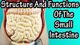 Structure Of The Small Intestine - Functions Of The Small Intestine - What Are Villi