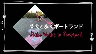 【Hana369】犬猫散歩　Hana and Cookie