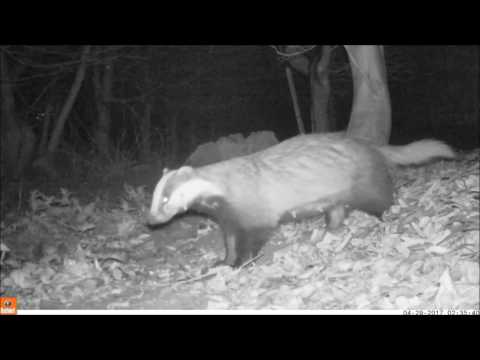 Badger path 28 29 04 17 AC