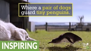 These dogs saved tiny penguins from extinction