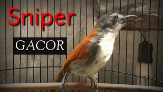 Download lagu The white-breasted babbler (Stachyris grammiceps) is a species of bird in the family Timaliidae mp3