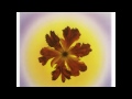 Bliss - Song For Olabi