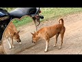 Hilarious Mirror Prank For Dog Try To Not Laugh Mirror Prank Part 1
