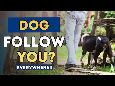 Why Does Your Dog Follow You Everywhere?