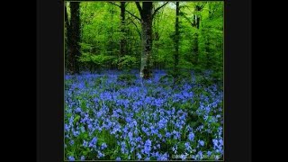 The Rocky Road to Dublin