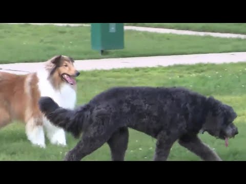 Mysterious parvovirus-like illness infecting and killing as many as 60 dogs in Michigan