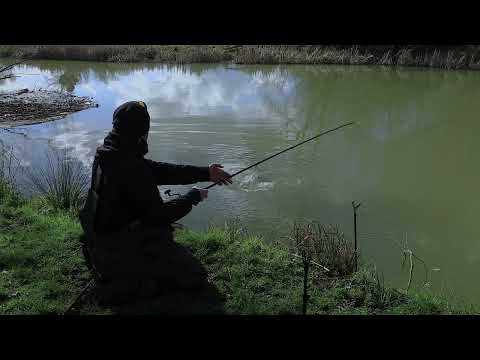 Classic Winter Chub Fishing... Cheesepaste!