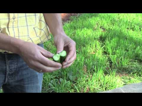 download lagu mp3 mp4 Types Of Cucumbers, download lagu Types Of Cucumbers gratis, unduh video klip Types Of Cucumbers