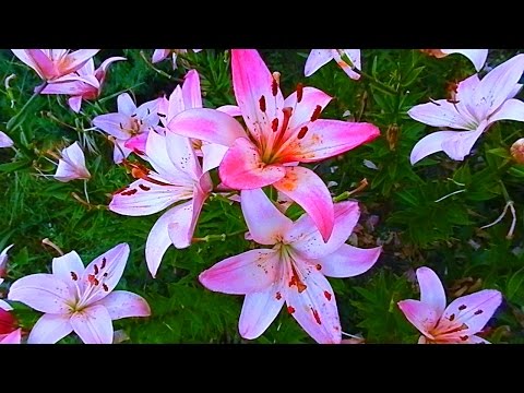 Футаж Лилии. Королевские Лилии. Футаж Цветы. Футажи для видеомонтажа. Видеофутажи