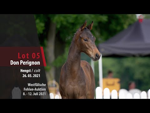 Westfälische Fohlen-Auktion Lot 5 Don Perignon Hengst v. Dynamic Dream - - Foundation