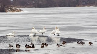 Ptasia grypa w powiecie 