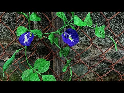 ABC TV | How To Make Butterfly Pea Flower From Crepe Paper - Craft Tutorial