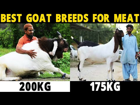 BEST GOAT BREEDS FOR MEAT - Boer, Black Bengal,...