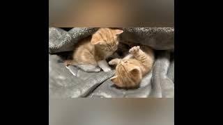 Share my video