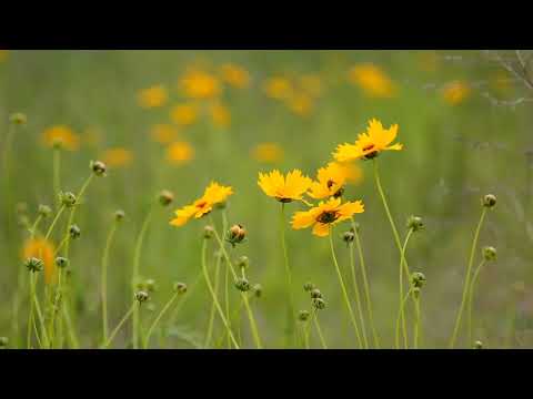 Top 3 Most Breathtaking Flowers of 2025 Ranked