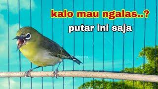 Download lagu Pleci Ngalas Memanggil Lawan,Pasti Nyaut Bikin Gacor || Pleci Gacor Ngalas Nembak mp3