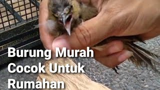 Download lagu Unboxing burung murah paling mudah dan rajin bunyi harian (burung cucak wilis/burung rengganis) mp3 Download lagu Unboxing burung murah paling mudah dan rajin bunyi harian (burung cucak wilis/burung rengganis) mp3