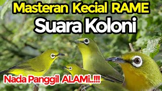 Download lagu Terapi Kecial Kuning Rame Berkoloni #kecialkuninggacor #kecialkuning mp3 Download lagu Terapi Kecial Kuning Rame Berkoloni #kecialkuninggacor #kecialkuning mp3