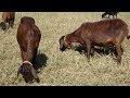 Curso Administração da Pequena Empresa Rural