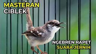 Download lagu Masteran Ciblek Ngebren | Ciblek Ngebren Rapet | Masteran Ciblek Bren Suara Jernih mp3