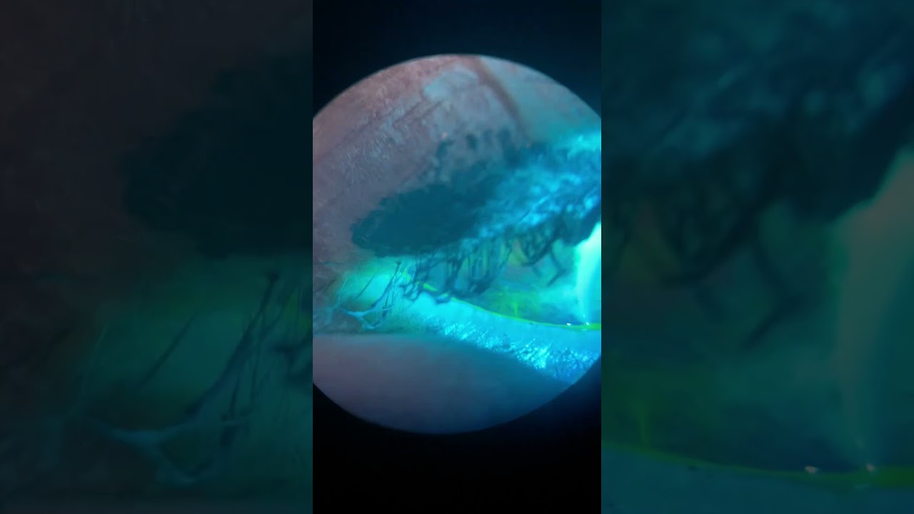 Ofelia Jocabeth Ochoa Brown-15