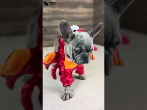 Video 5