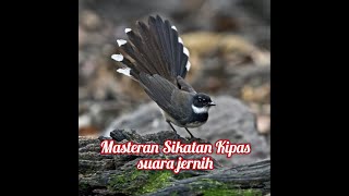 Download lagu Masteran Sikatan Kipas Suara Jernih dan Suara Gemericik Air mp3