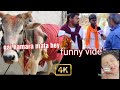 New Omg Funny Video Gai Hamari Mata Hey Gai Hamara Videoviral